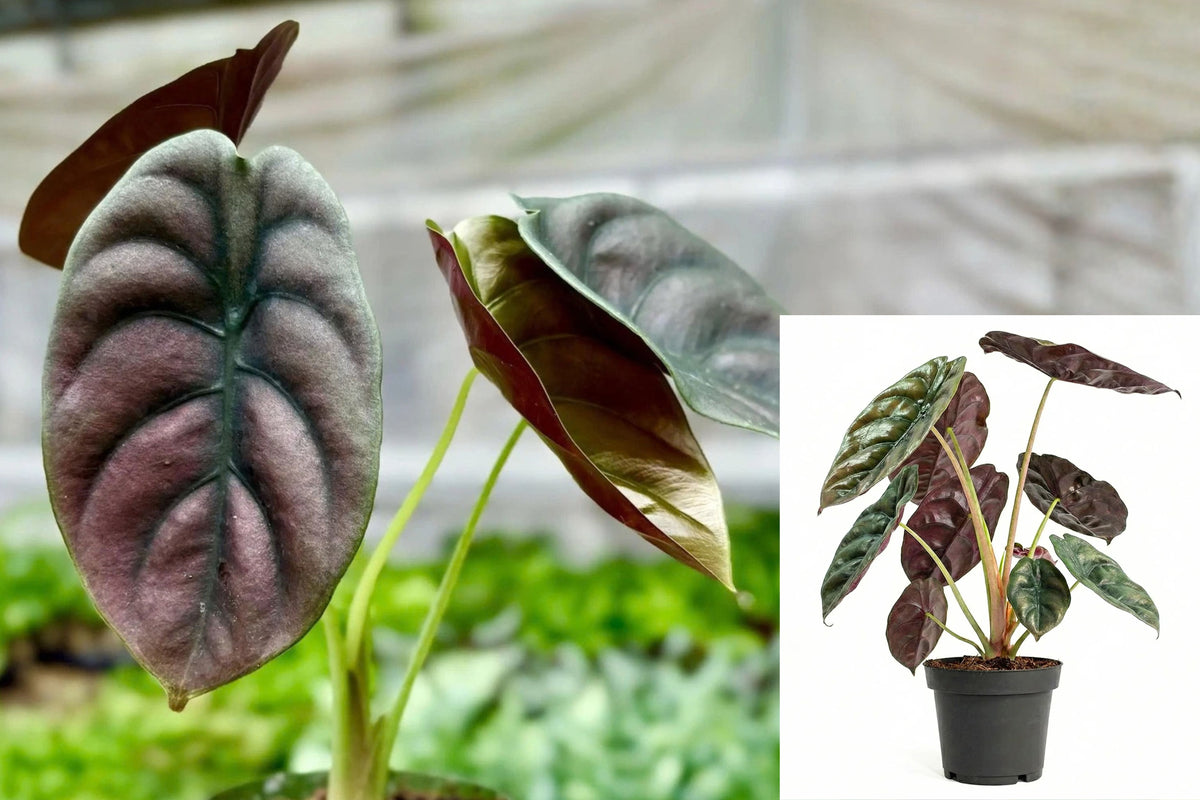 Alocasia Red Secret Live Plant – 1 Indoor Plant – 4"