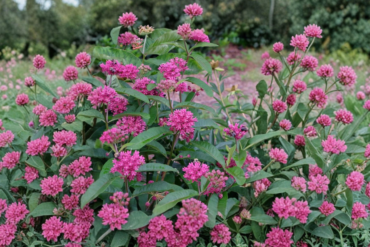 Purple Milkweed Live Plant – 1 Plant Plug, 4–8 Inches – Asclepias purpurascens