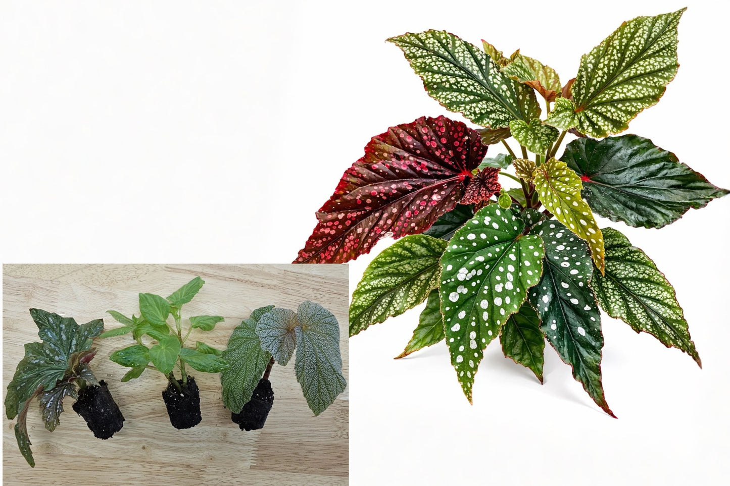 Angel Wing Begonia Assorted 5 Live Starter Plants – Begonia