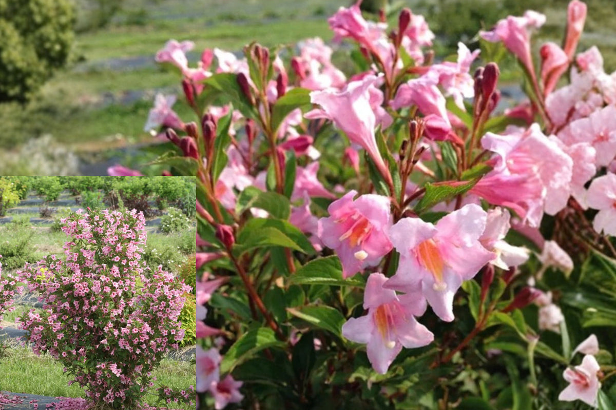 Pink Weigela 1 Live Plant – 4-Inch Pot – Flowering Shrub – Weigela