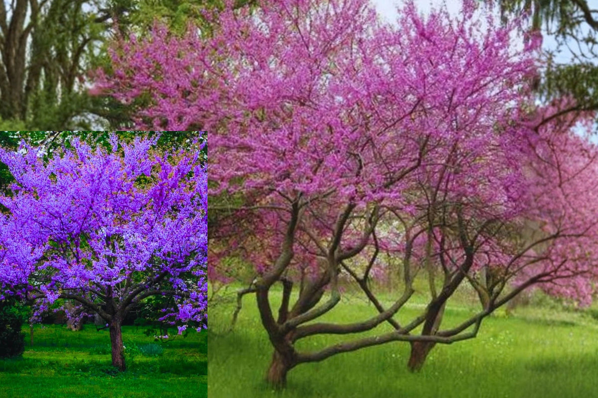 Eastern Redbud 2 Live Plants – 6–12 Inches Tall – Cercis sp.