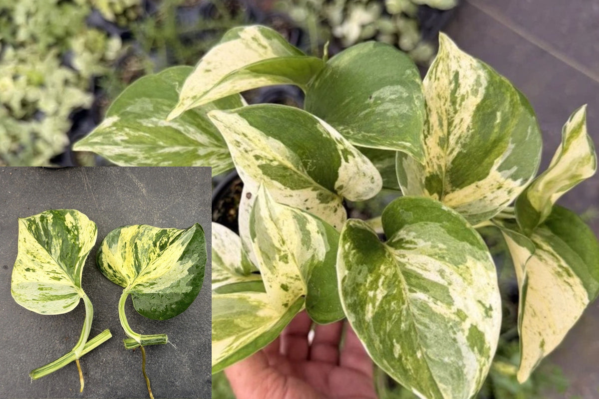 Manjula Pothos Cutting, 3 Node Unrooted Live Plant, Rare White Green Variegated Epipremnum Houseplant, Harlequin Pothos Vine