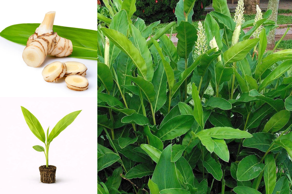 Galangal Live Plant 2-Pack, Alpinia galanga Thai Ginger Herb Starter Plugs, Tropical Edible Rhizome Plant