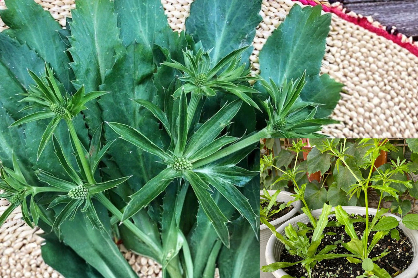 Culantro Live Plant 1 Plant – 4" Tall – 4" Pot – Eryngium foetidum