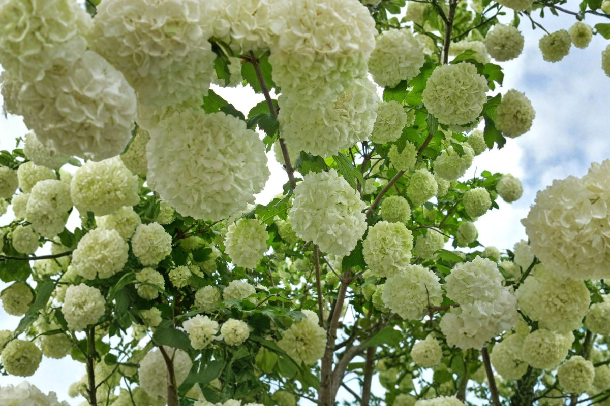 Old Fashioned Snowball Viburnum 2 Live Plants – 4–12 Inches Tall – 4-Inch Pots