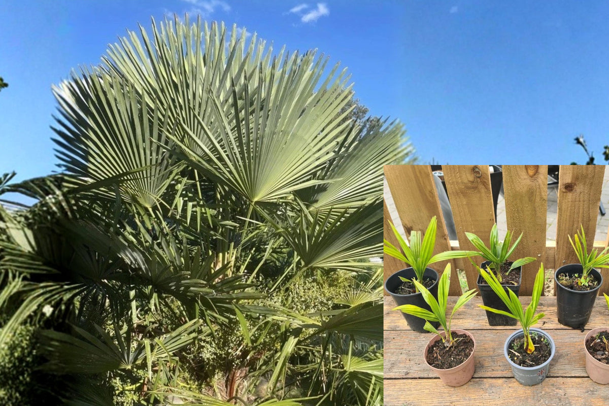 6 Windmill Palm Seedlings + 10 Seeds, Chinese Windmill Palm Trachycarpus Fortunei, Cold Hardy Outdoor Palm Tree