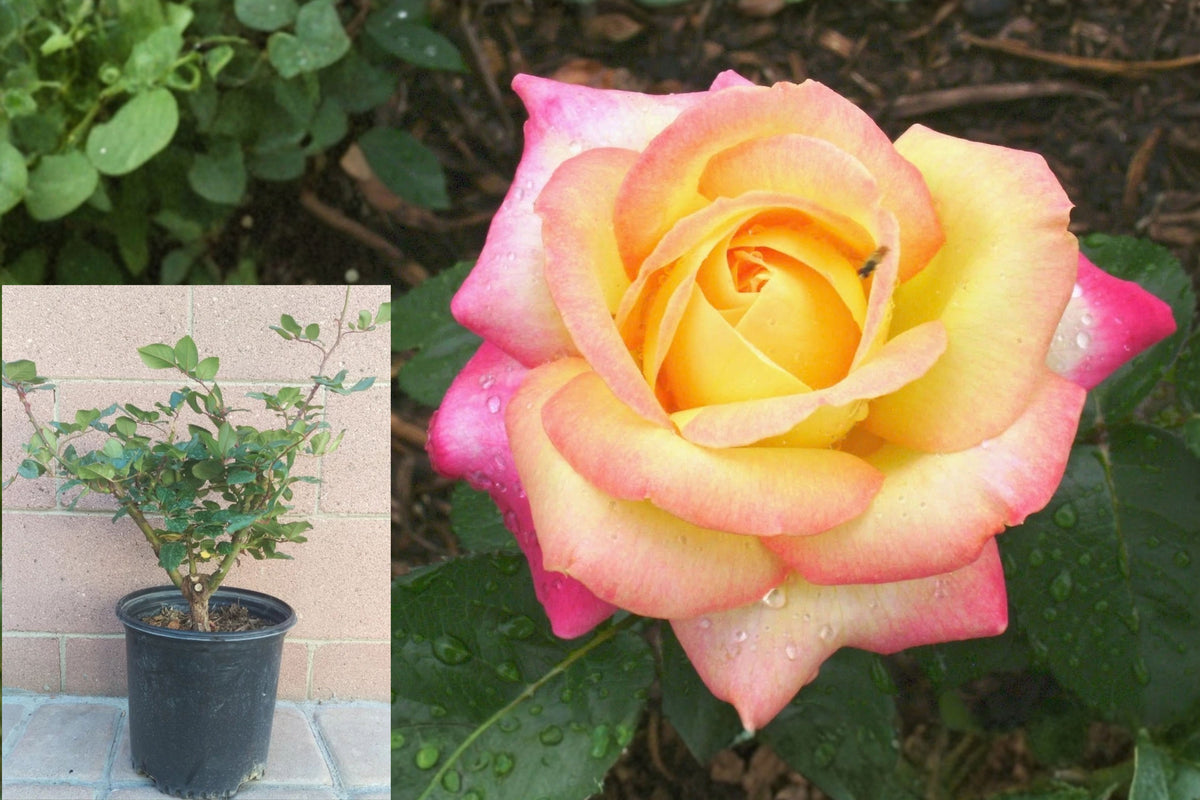 Peace Rose Live Plant – Yellow and Soft Pink Hybrid Tea Rose – Rosa ‘Peace’