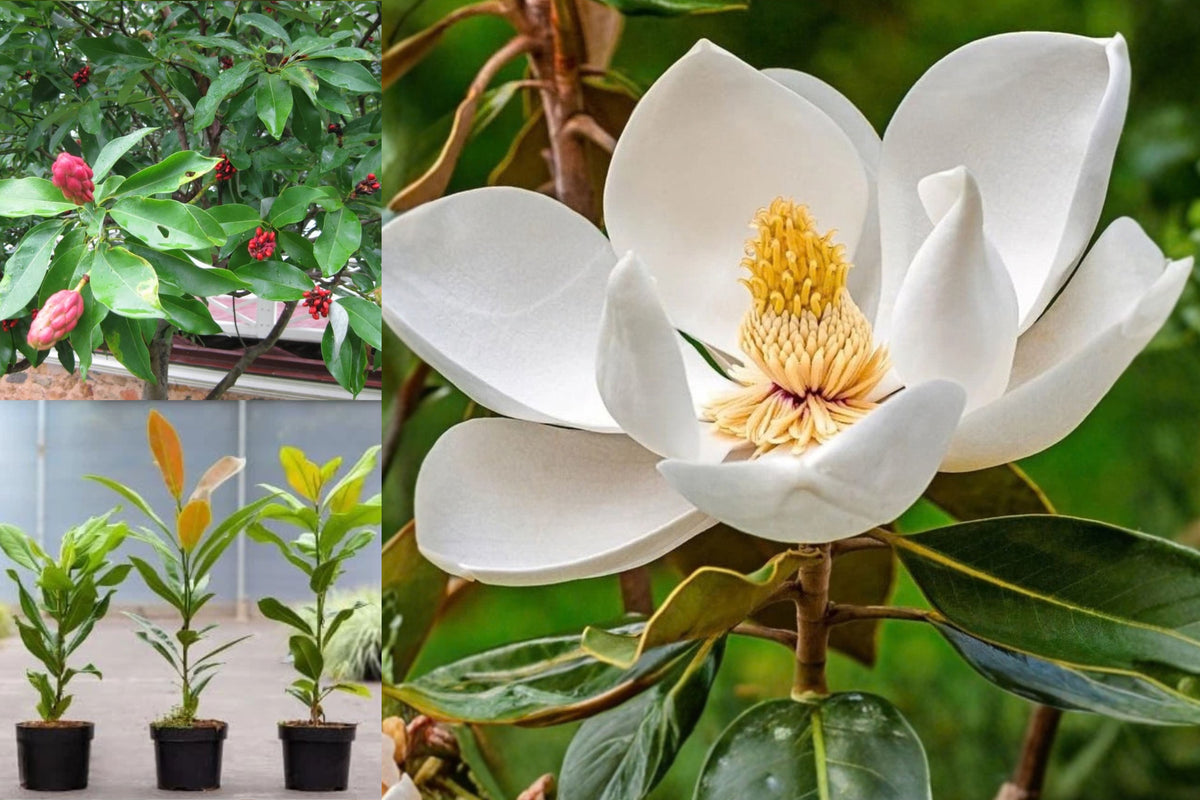 Sweetbay Magnolia Live Plant – 6–12 Inch Potted Seedling – Magnolia