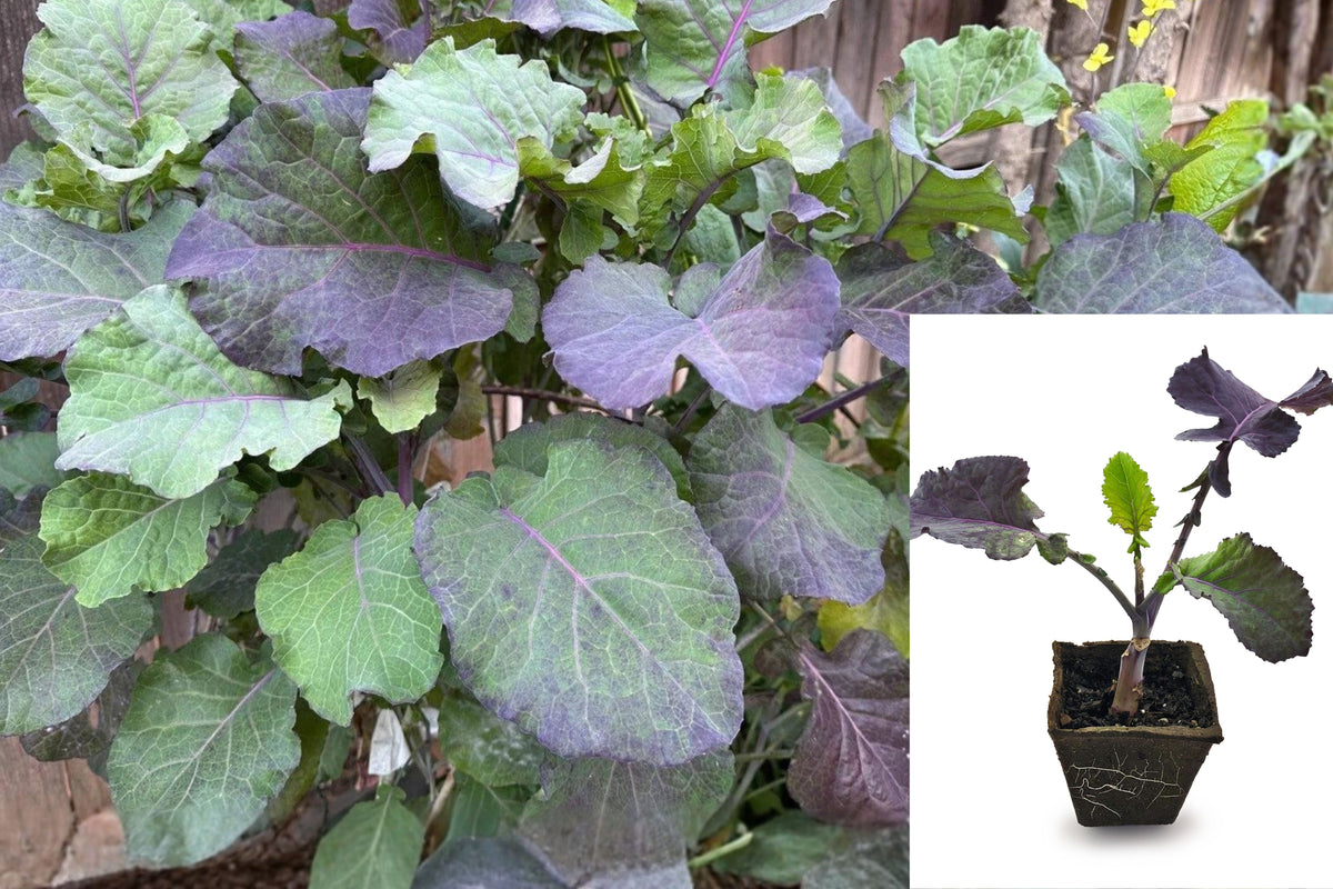 Purple Tree Collard Live Plant, Rooted Perennial Collard Greens Starter, 3–5 Inch Edible Garden Plant