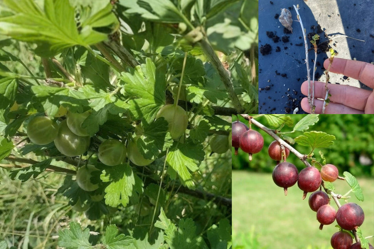 Captivator Gooseberry 1 Live Rooted Starter Plant – Ribes
