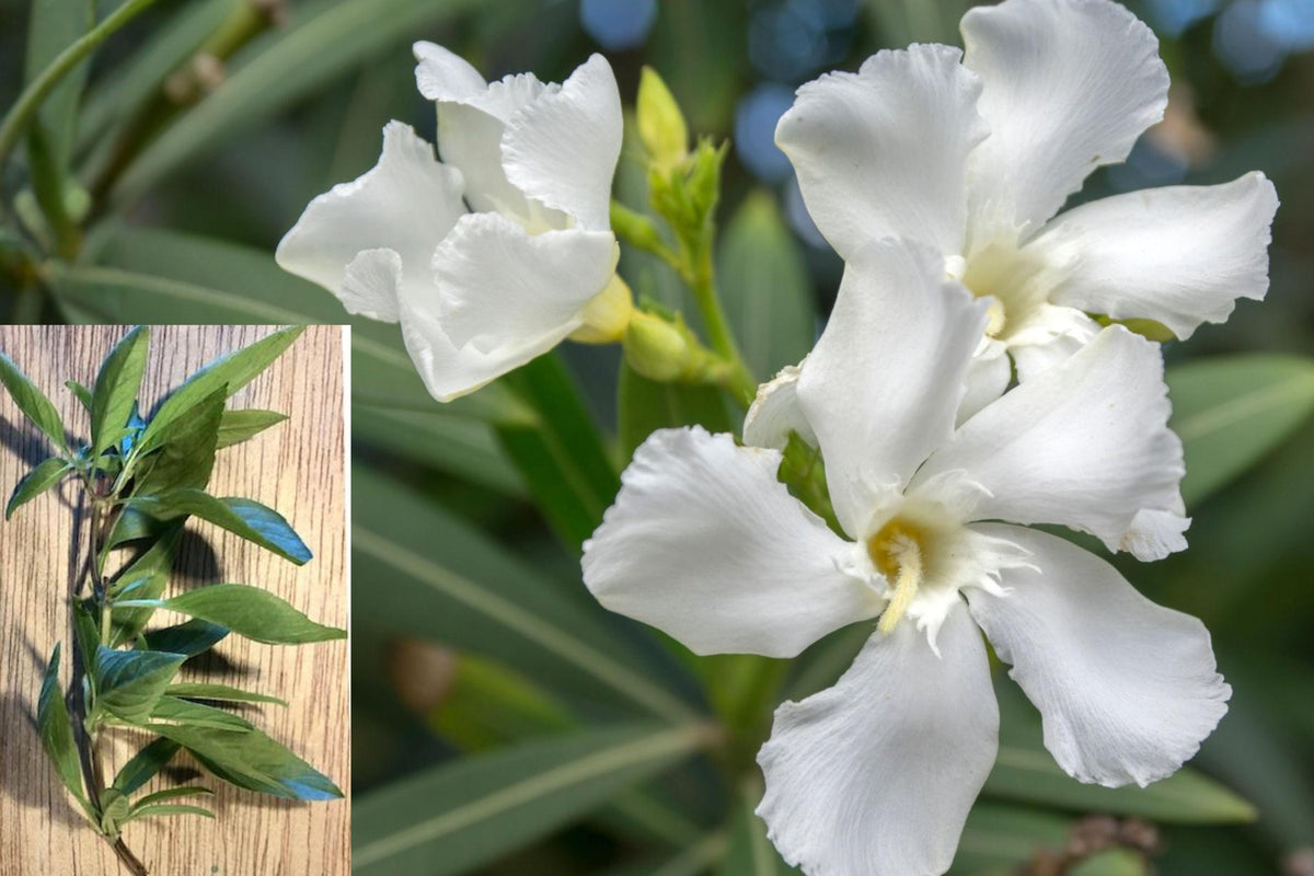 7 White Oleander Live Cuttings, 6 Inch Unrooted Nerium Oleander Plant Stems for Propagation