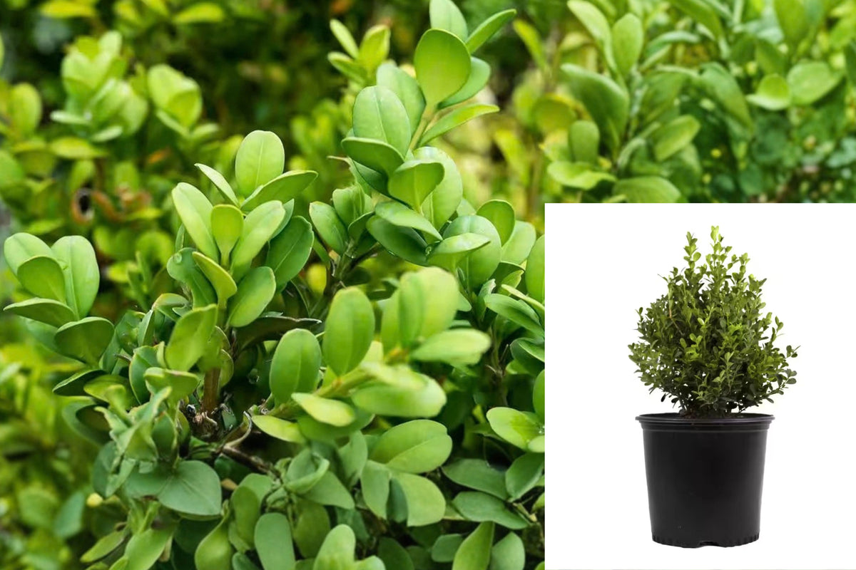 Japanese Boxwood Live Plant – 1 Gallon Pot – Buxus japonica Evergreen Shrub