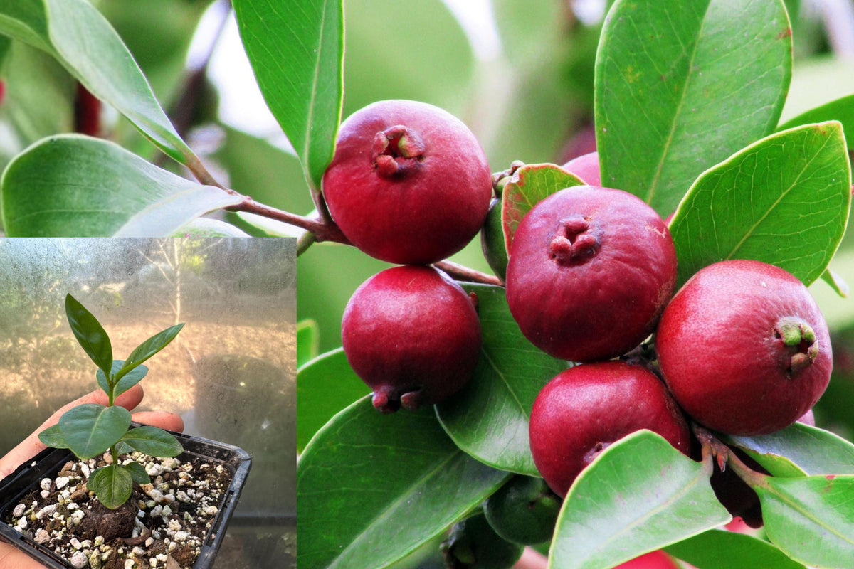 Strawberry Guava Live Plant, 4–6 Inch Bare Root Fruit Tree Starter, Psidium Tropical Edible Garden Plant