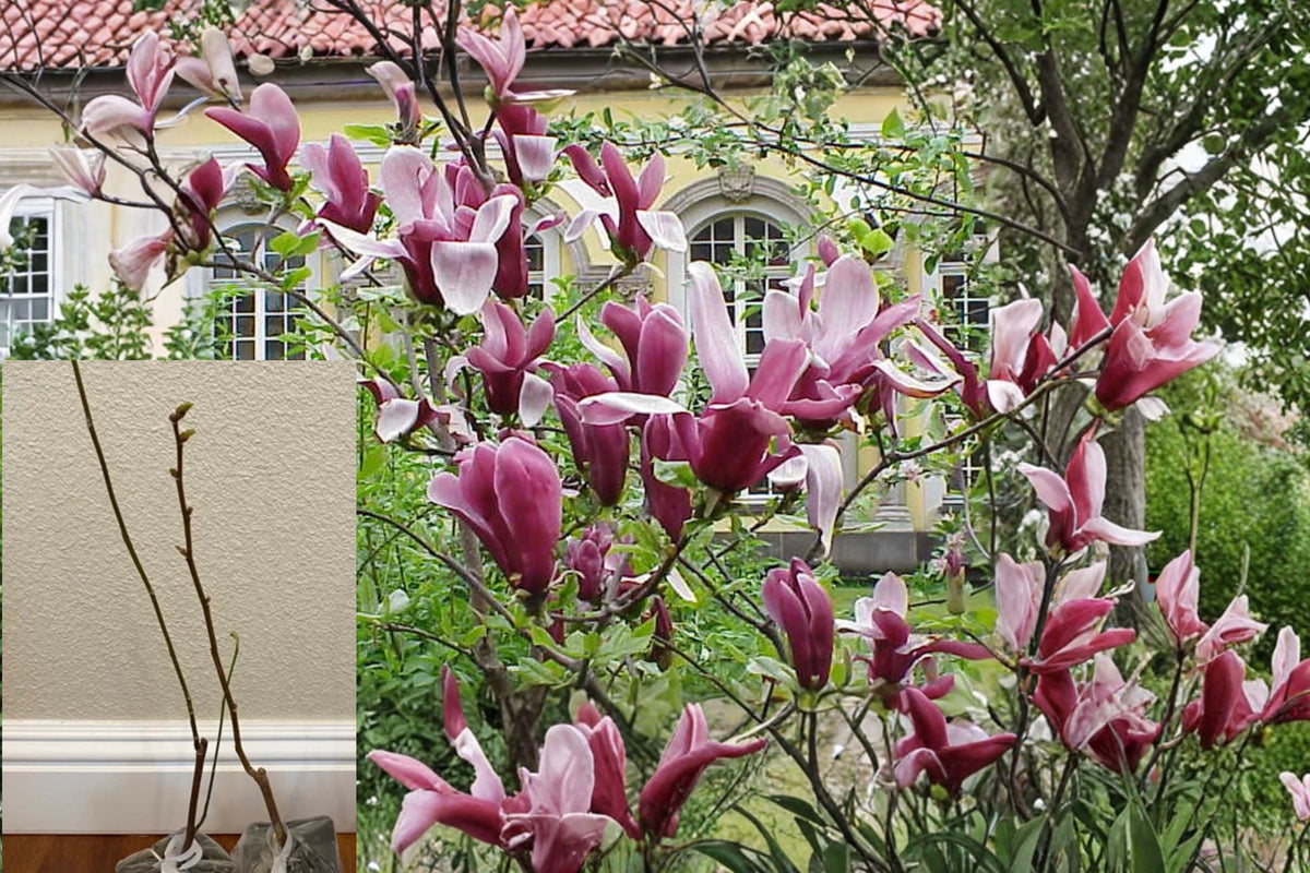Jane Magnolia Tree – 1 Live Plant, 6–12" Tall in 2.5" Pot – Magnolia ‘Jane’