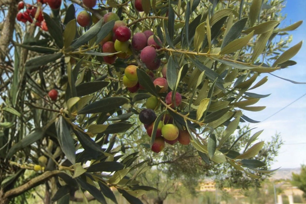 Arbequina Olive Tree Live Plant – 1 Starter Plant – Olea europaea
