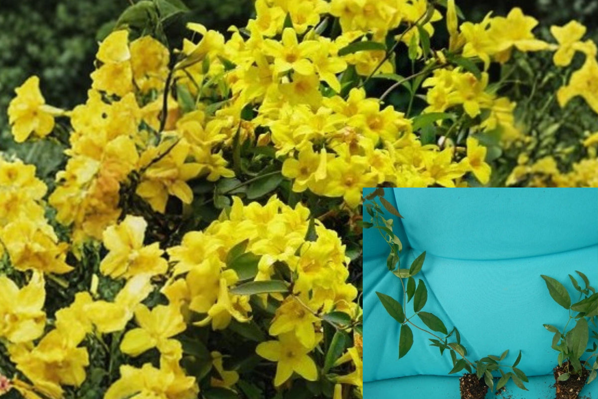 Yellow Crossvine Live Starter Plant, Rooted Climbing Vine, Hummingbird and Butterfly Garden Plant, Bare Root Outdoor Vine