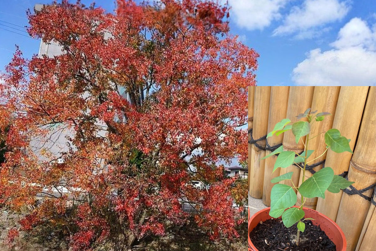 3 Chinese Tallow Tree Live Bare Root Seedlings, Triadica Sebifera, Popcorn Tree Ornamental Deciduous Trees