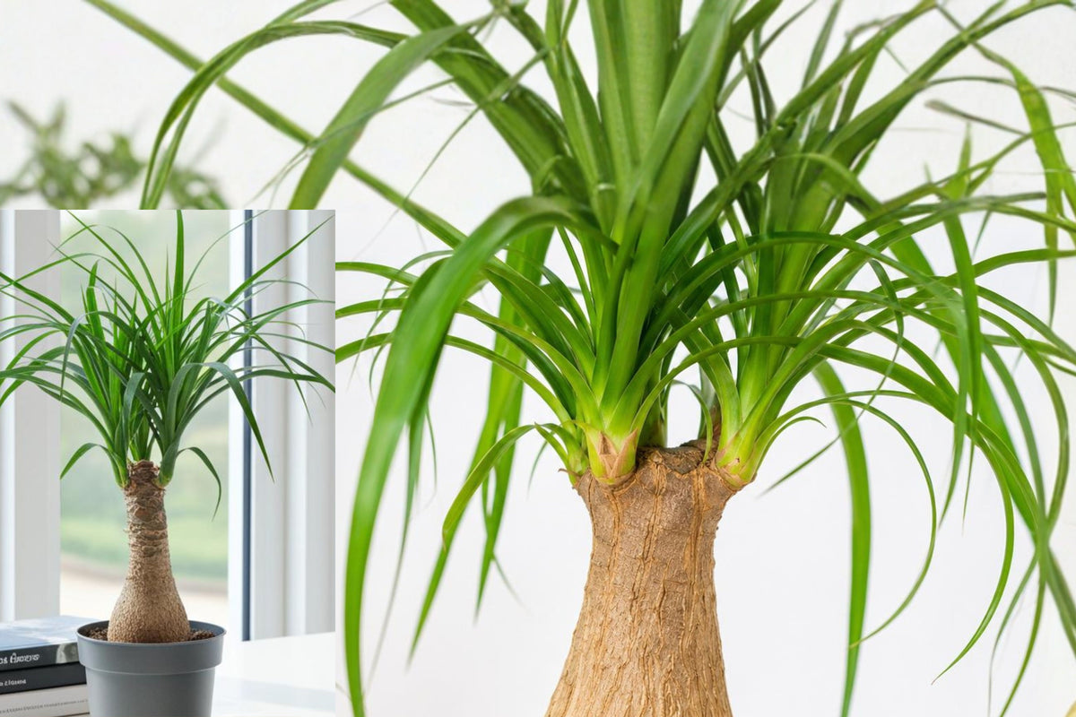 Ponytail Palm Live Plant, Beaucarnea Recurvata Indoor Houseplant, Easy Care Tropical Decor, Unique Desk Plant, Living Gift