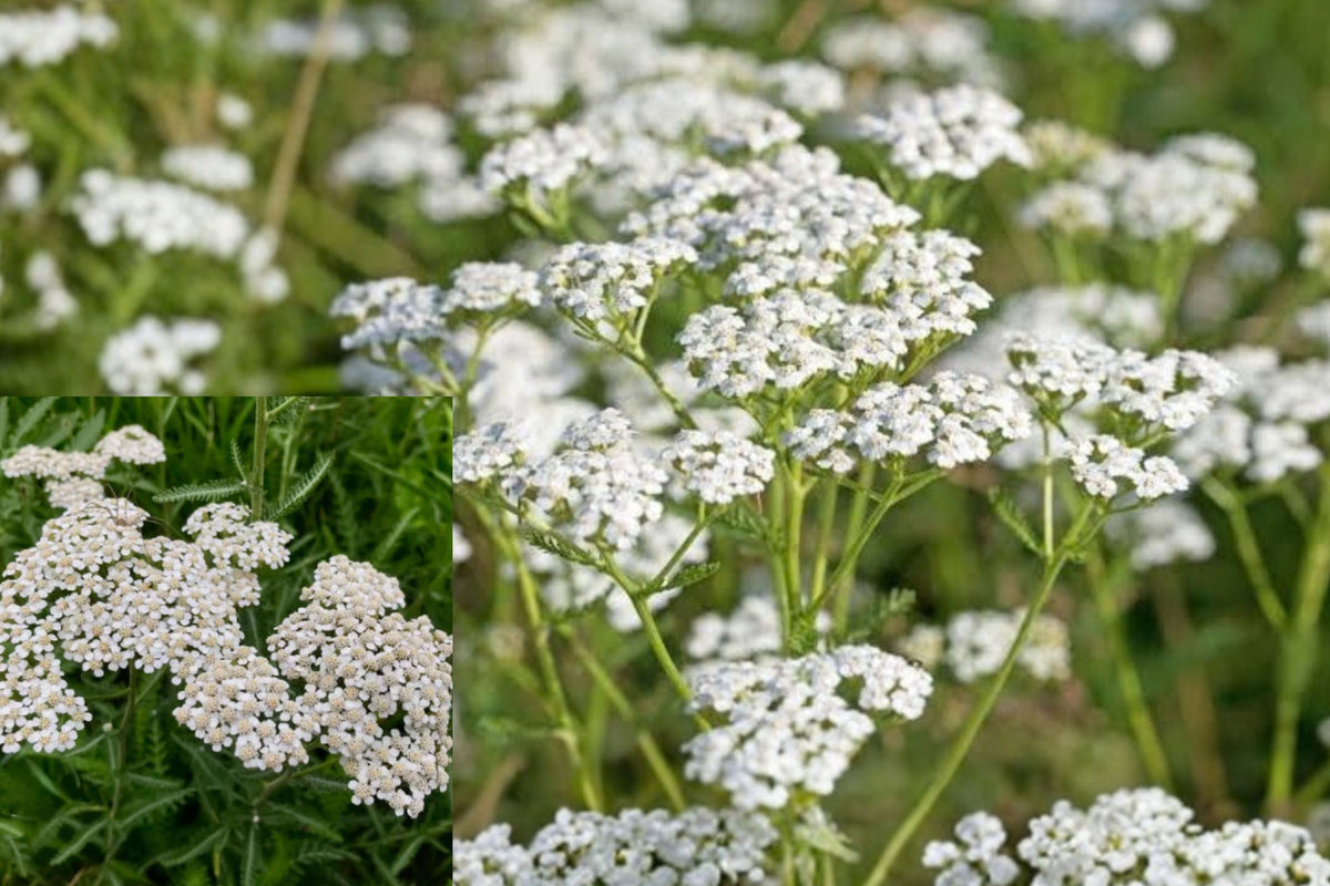White Yarrow Bare Root Live Plant – 1 Plant – Achillea millefolium