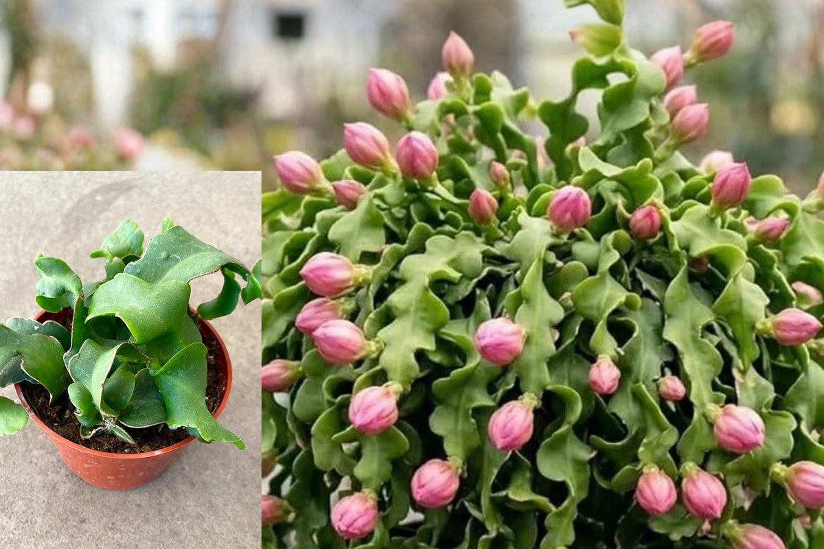 Curly Leaf Epiphyllum Live Plant, Orchid Cactus Twisted Curly Locks, Rooted Succulent in 2 Inch Pot, Indoor Hanging Plant