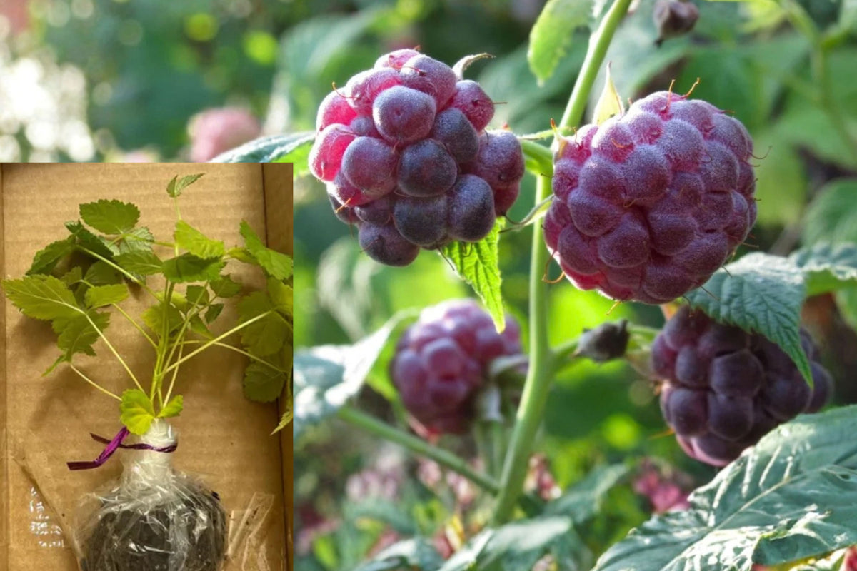 Glencoe Thornless Raspberry 2 Live Plants – 4–6 Inches – Rubus