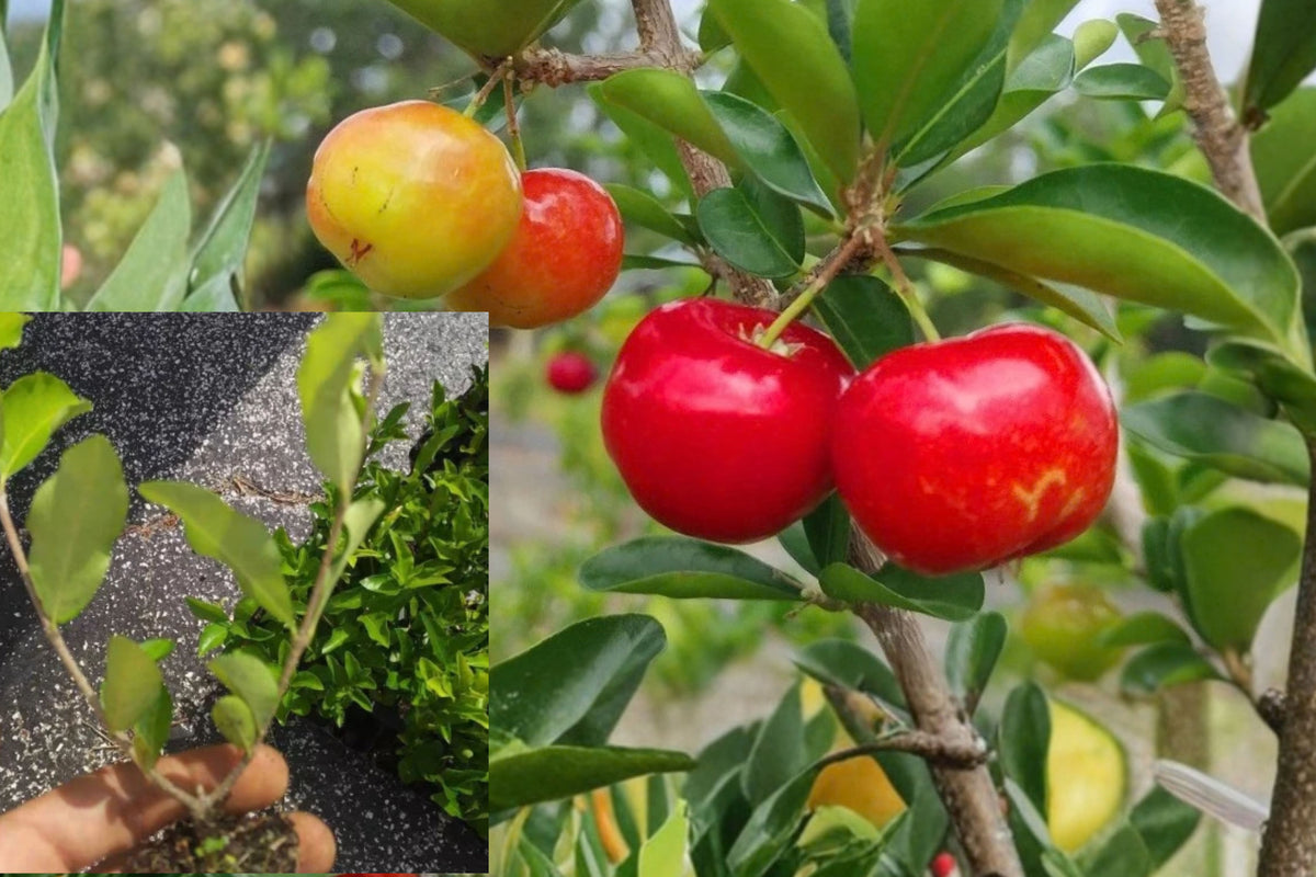 Barbados Cherry Live Plant – 4–6 Inches – Malpighia emarginata – Fruit Tree