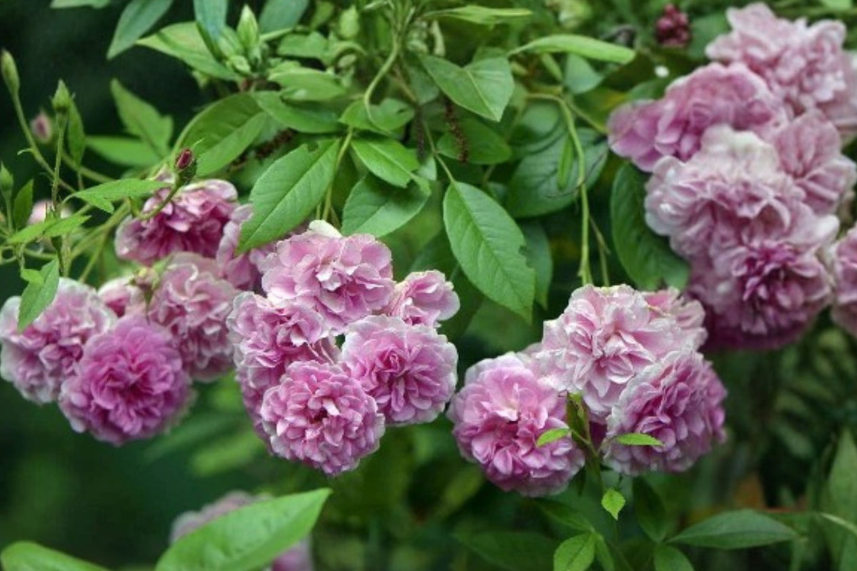 Set of 2 Seven Sisters Rose Live Plants, Pink Rambler Climbing Rose, Fragrant Bare Root Rose Bushes