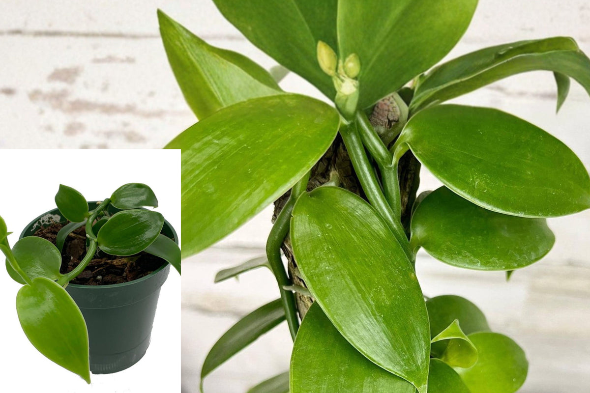 Live Vanilla Bean Orchid Plant, Vanilla Vine in 4 Inch Pot, Tropical Climbing Orchid, Green Foliage Houseplant