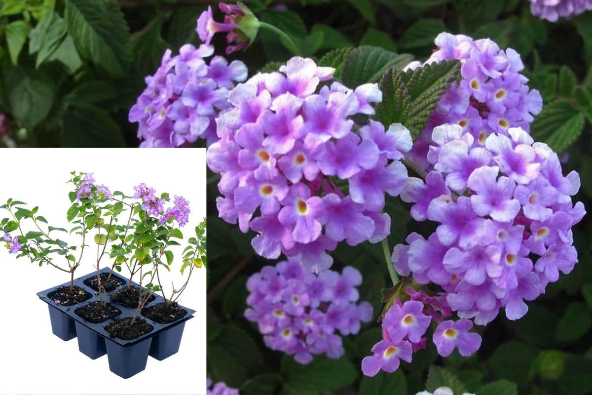 2 Purple Trailing Lantana Live Plants, 6–9 Inch Flowering Plants, Outdoor Garden Ground Cover, Hanging Basket Flowers