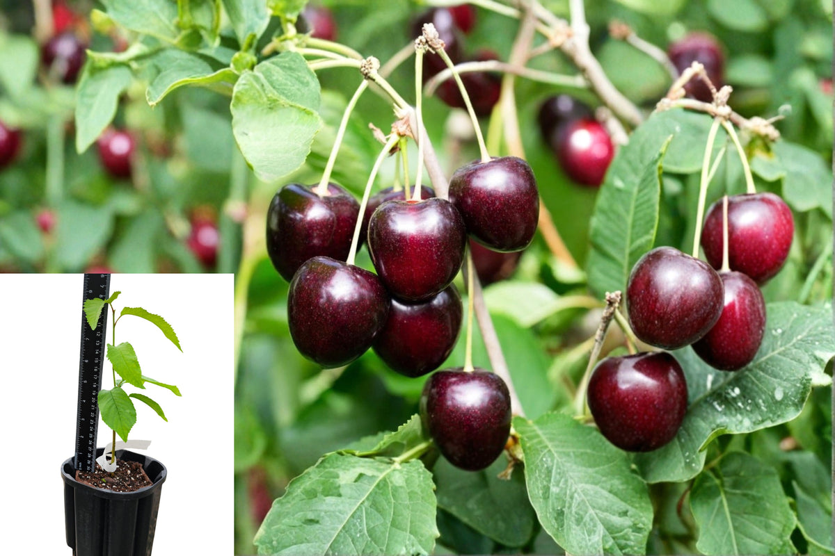Black Cherry Tree Live Plant, 6–12 Inch Seedling in Quart Pot, Flowering Outdoor Shade Tree, Fruit-Bearing Tree