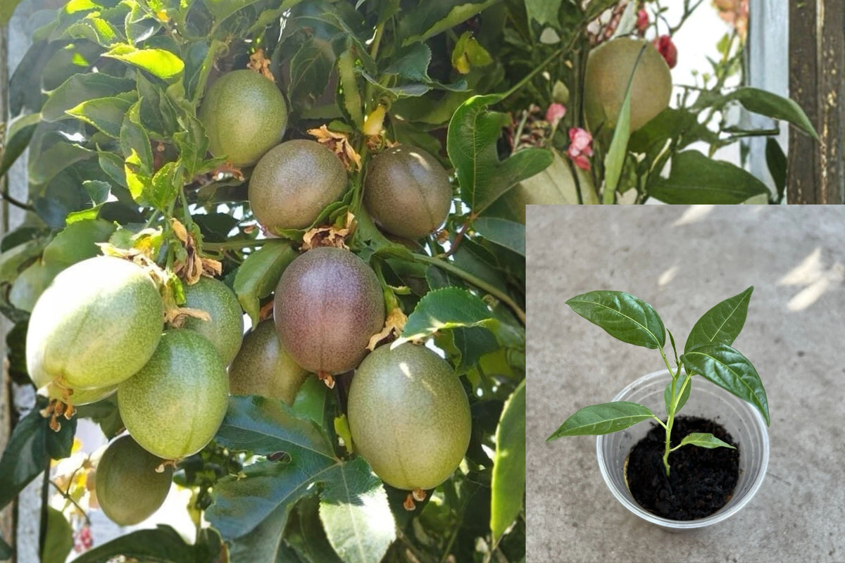 Golden Passion Fruit Live Plant, 8 Inch Passion Fruit Vine, Climbing Tropical Fruit Plant for Outdoor Garden