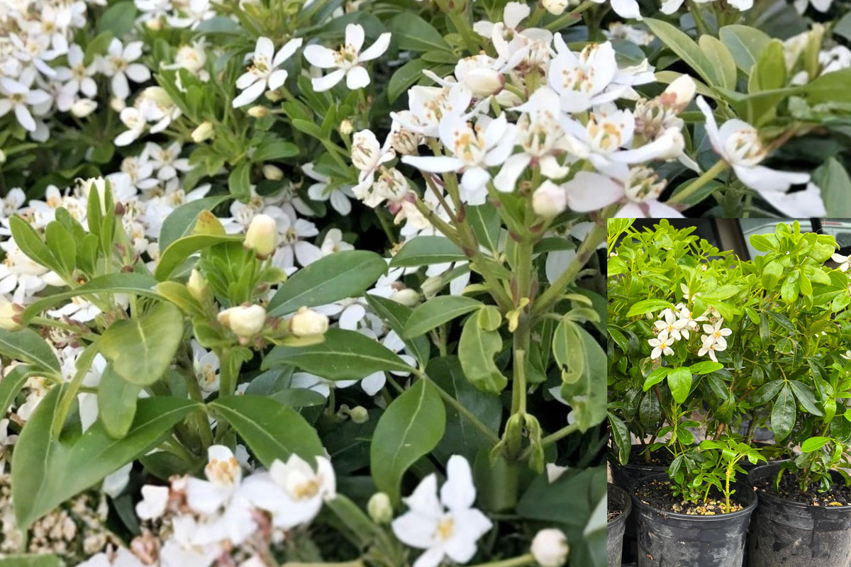 Choisya ternata 3 Live Plants – 12–16 Inches Tall – Fragrant Flowering Shrub