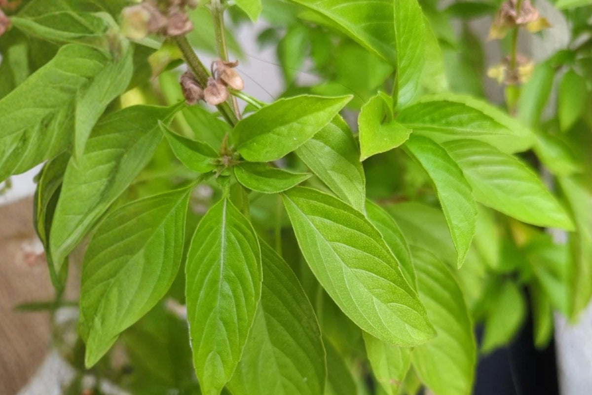 Thai Basil Cutting – 1 Live Cutting – Ocimum basilicum var. thyrsiflora