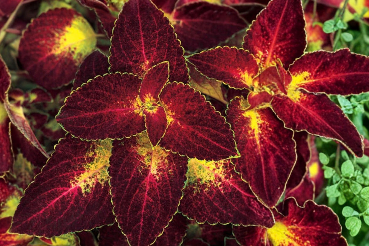 Dipt In Wine Coleus 3 Live Plants – 4–6 Inch Tall, No Pot – Coleus
