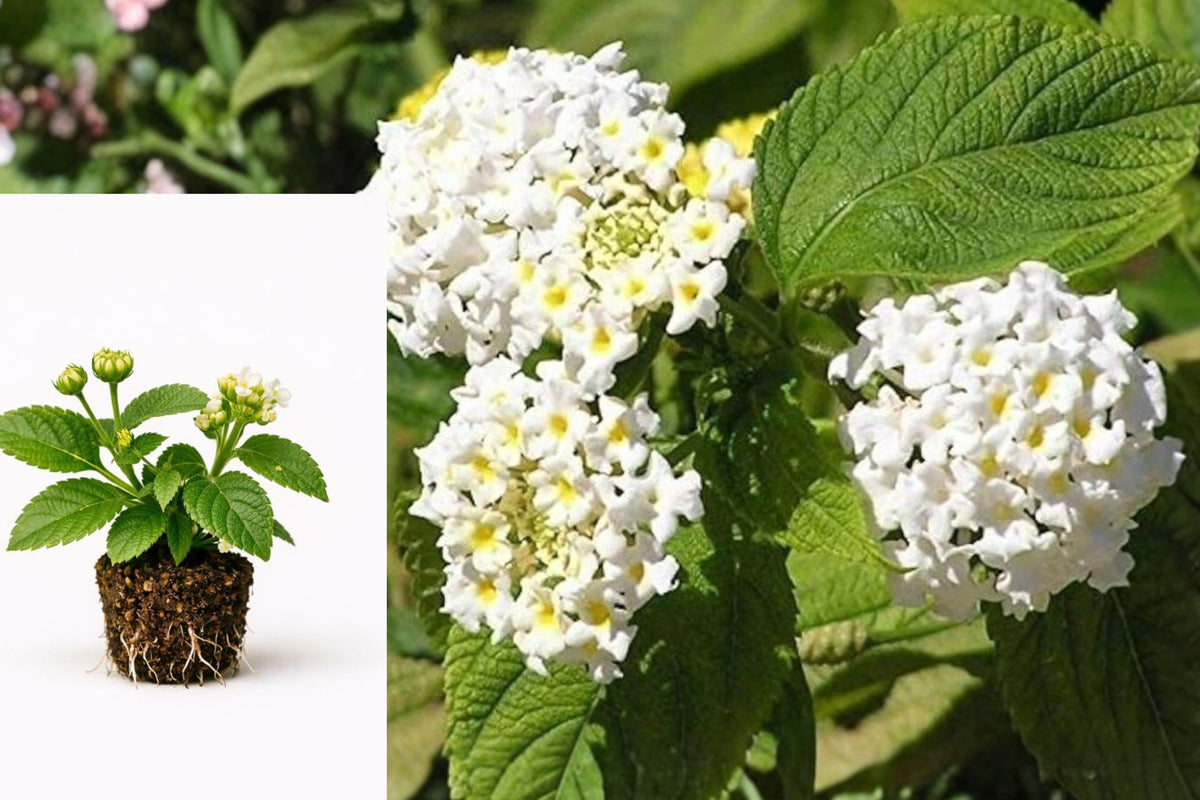 White Lantana Live Plant, 3–5 Inch Outdoor Flowering Groundcover, Sun Loving Perennial Starter, Ships Without Pot