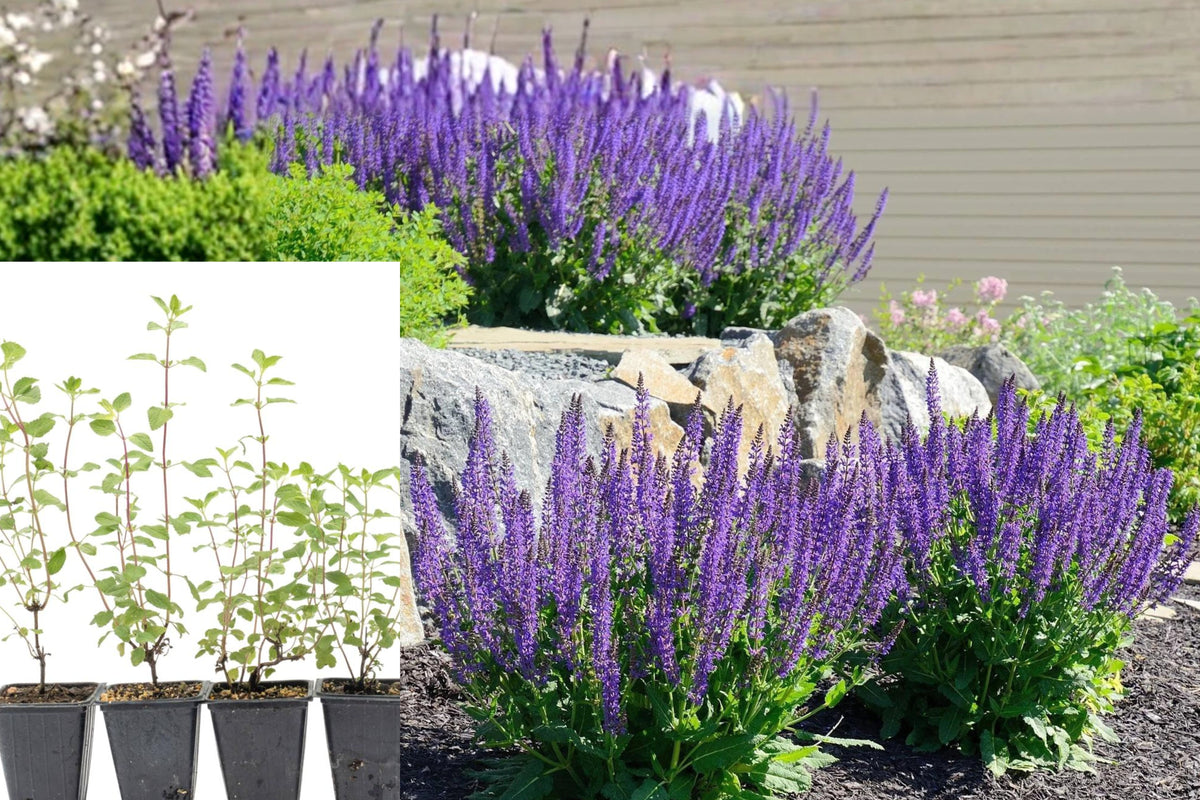 Texas Salvia Live Plants, Set of 4, Fragrant Flowering Sage, 5–10 Inch Garden Starters, Sun Loving Perennial