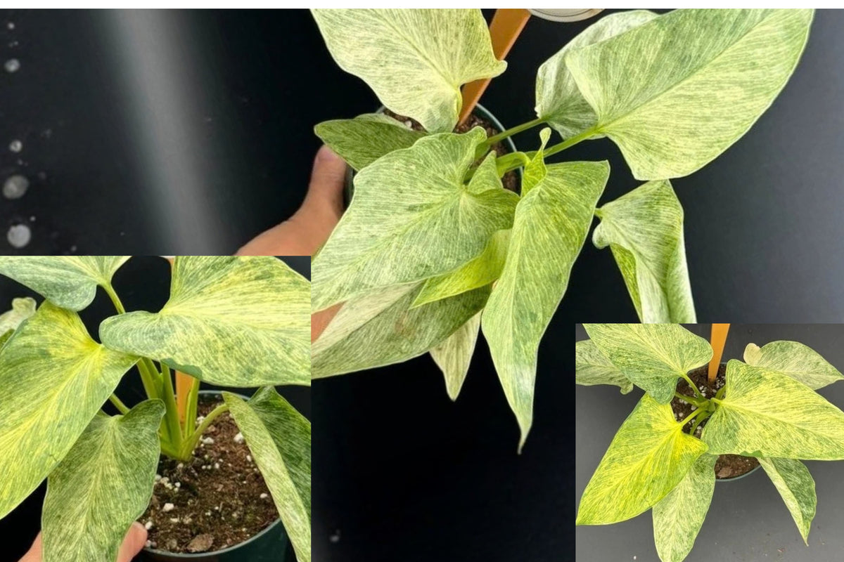 Homalomena Cream Frost Mist Live Plant – 4-Inch Pot – Tropical Houseplant