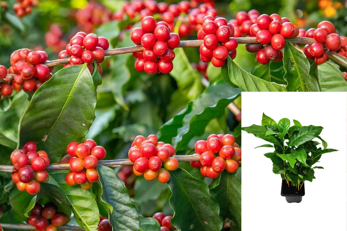 Live Arabica Coffee Plant, Coffea Arabica Starter in 3 Inch Pot, Indoor Tropical Houseplant for Coffee Lovers