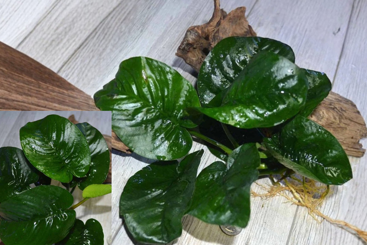 Anubias Butterfly Live Aquarium Plant – Anubias barteri ‘Butterfly’
