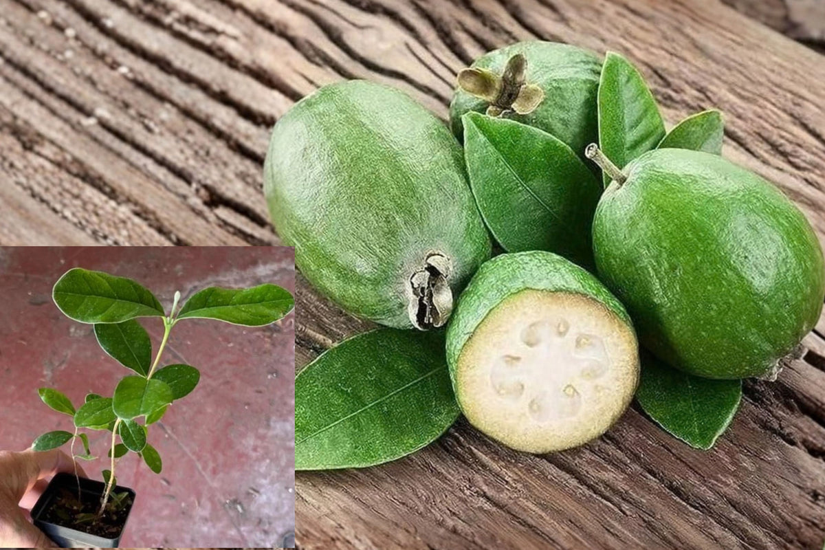 Pineapple Guava Live Plant – 3–8+ Inch Tall – Feijoa sellowiana – Edible