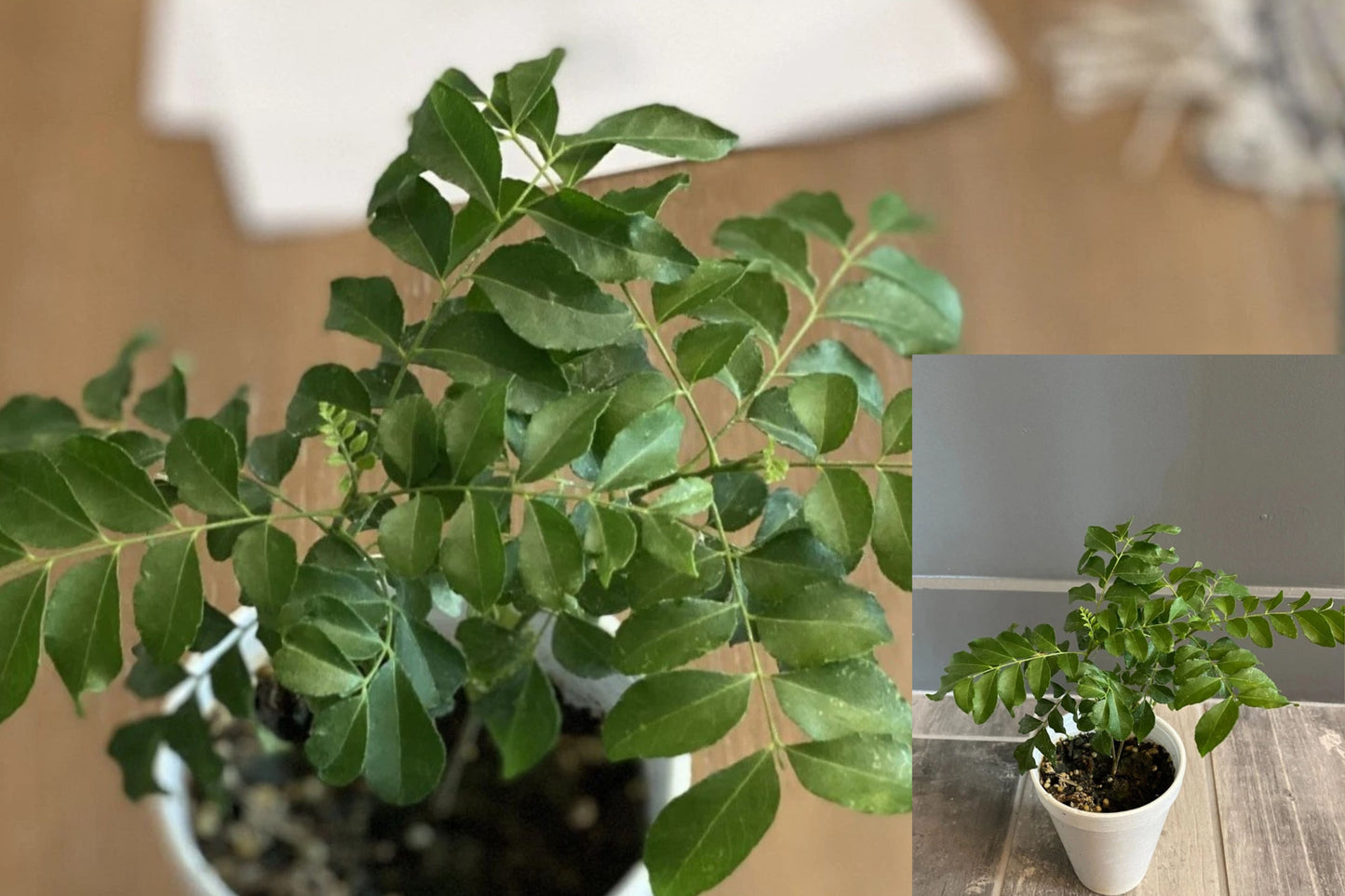 Organic Curry Leaf Live Plant – 6+ Inch Starter – Murraya koenigii