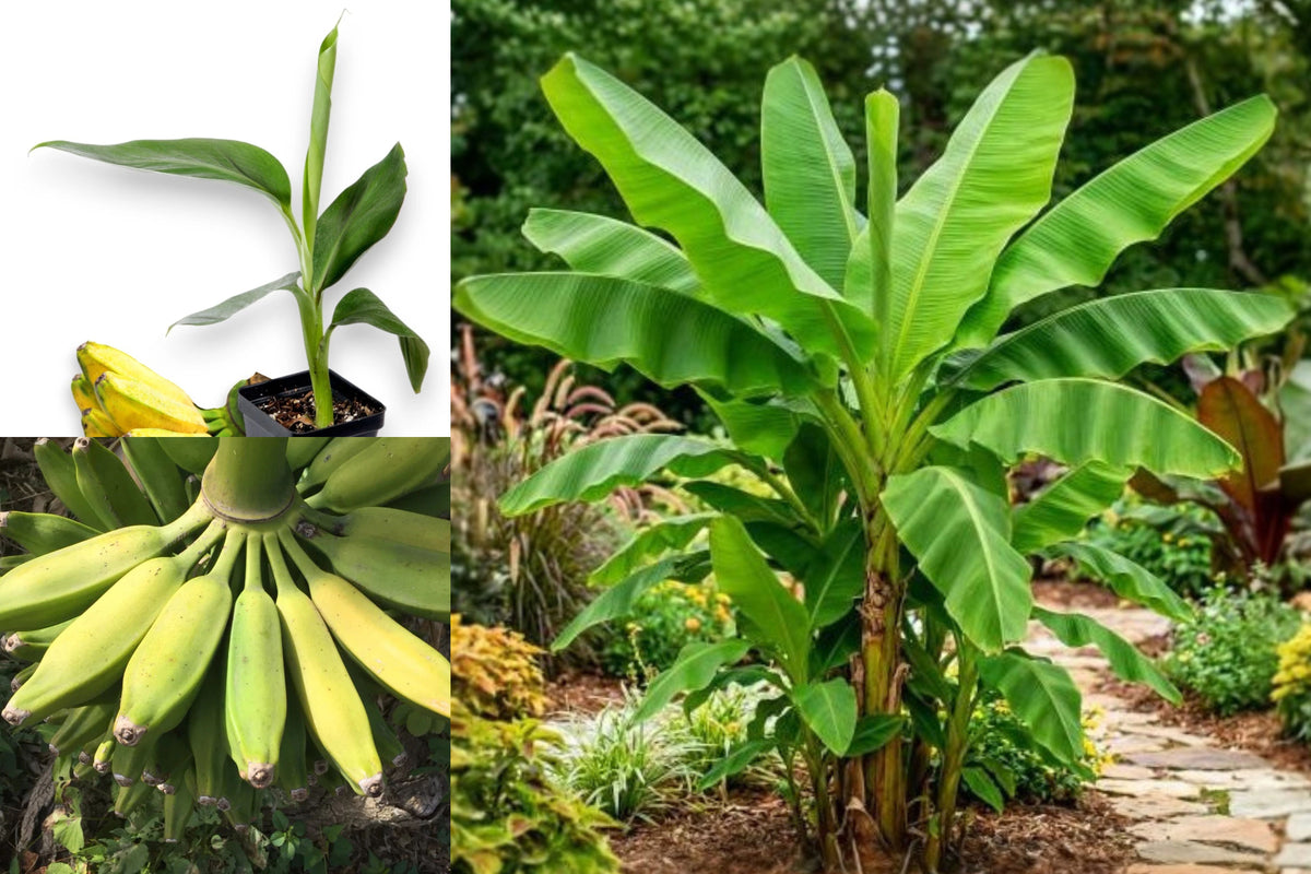 Burro Banana Live Plant, Tropical Banana Tree Starter, Banana Fruit Plant for Home Garden, Outdoor Tropical Plant