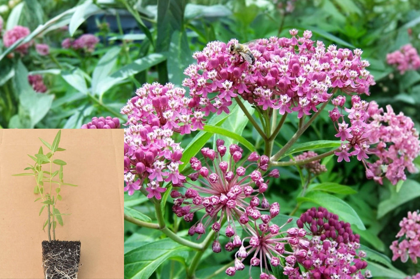 Pink Milkweed 2 Live Plants – 3–6" Tall – Rootball – Asclepias