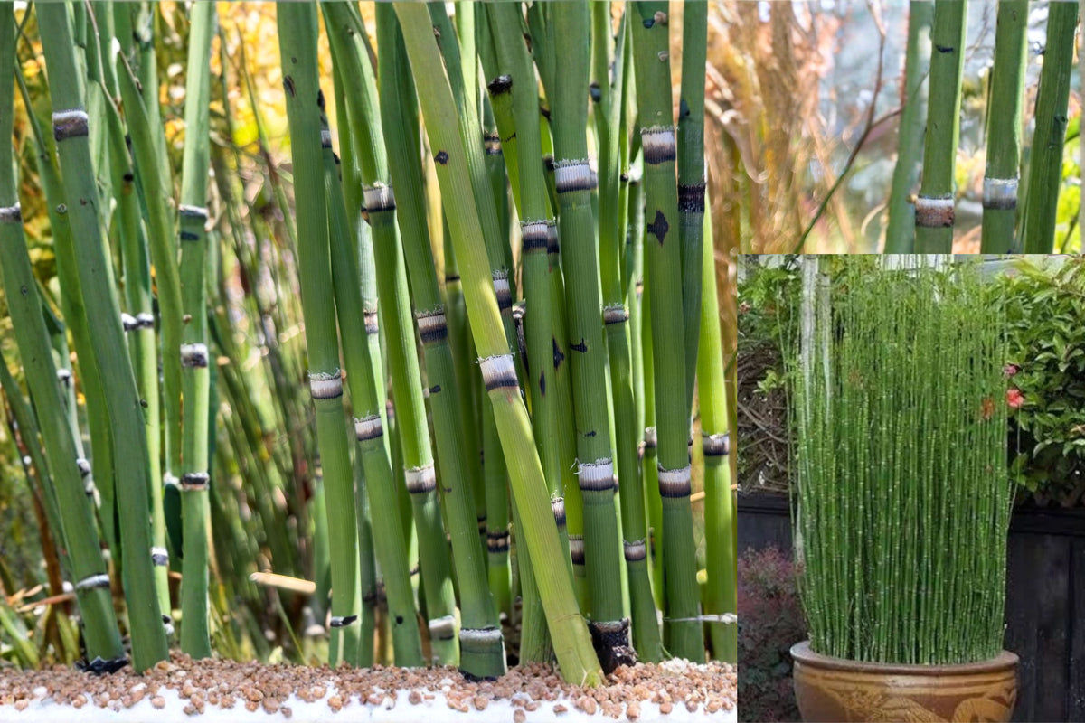 Rough Horsetail Live Plant, Equisetum Hyemale, Green Architectural Perennial, Water Garden Plant, Ornamental Garden Accent
