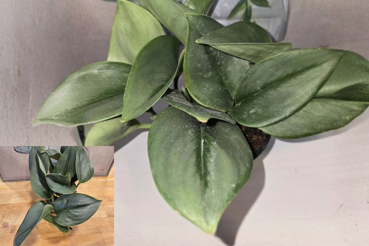 Scindapsus ‘Moonlight’ Live Plant – 1 Plant in 4-Inch Pot – Scindapsus