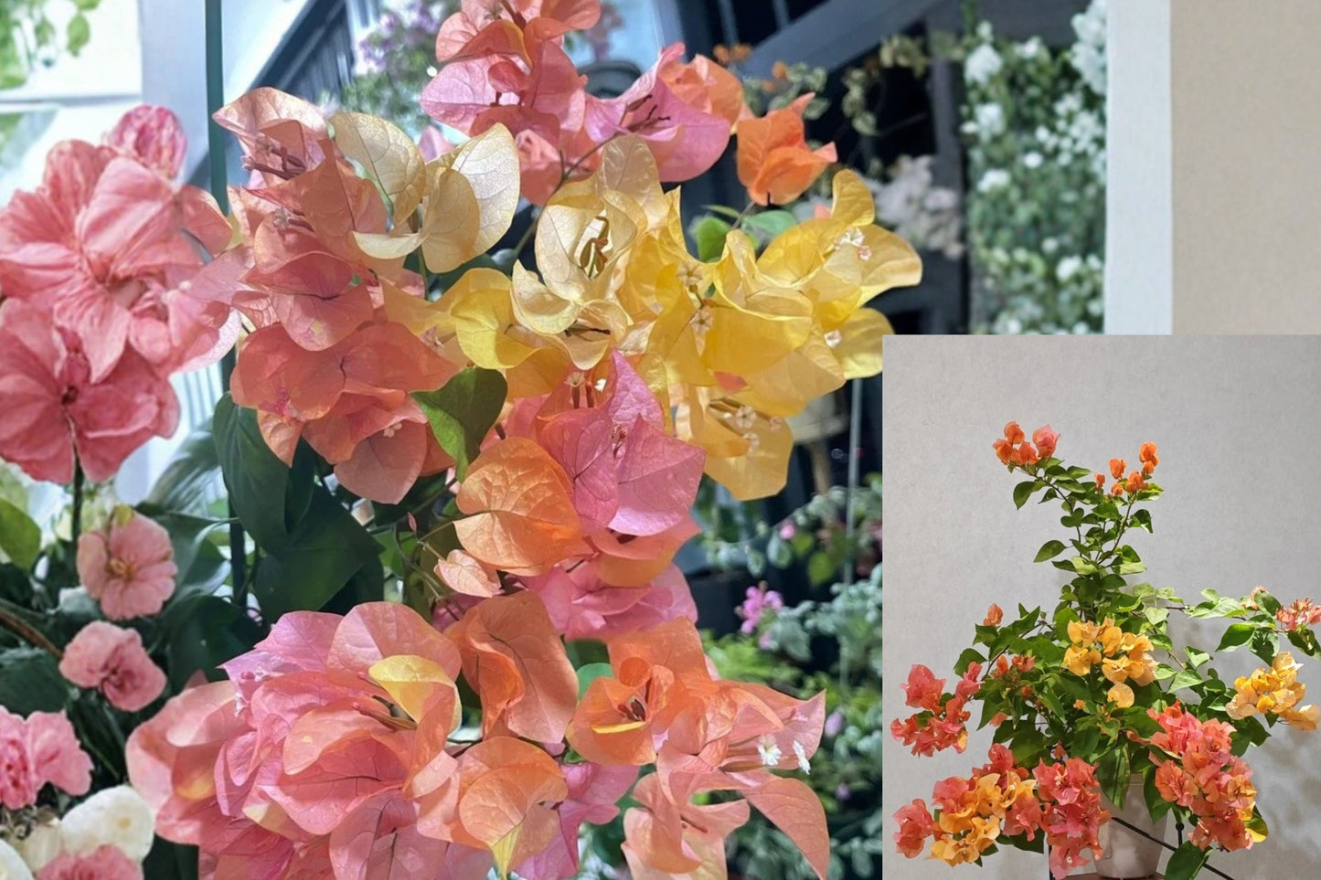 Bougainvillea ‘Adarna’ Live Plant – 2–3 Gallon Vine – Multicolor