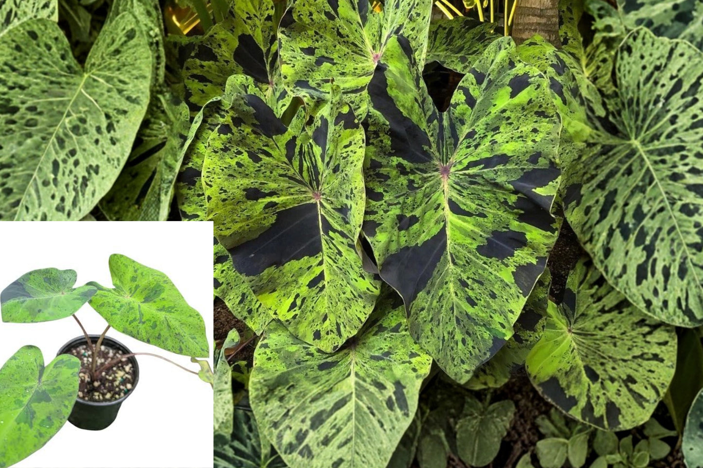 Mojito Colocasia Live Plant 1 Plant – 6–10" Tall – Variegated Elephant Ear
