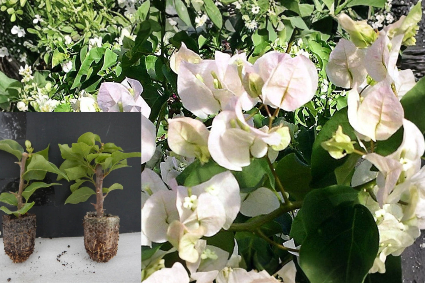 Vera White Bougainvillea Live Plant – Well Rooted – 3-Inch Pot