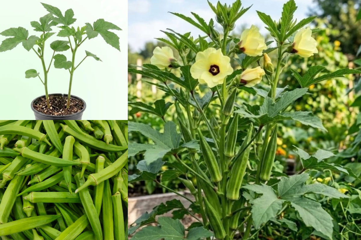 2 Green Okra Live Plants – 4–7 Inch Seedlings – 4 Inch Pots