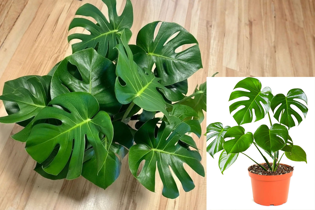 Monstera Deliciosa Lacy Tear Leaf Live Plant – 4" Pot – Swiss Cheese Plant